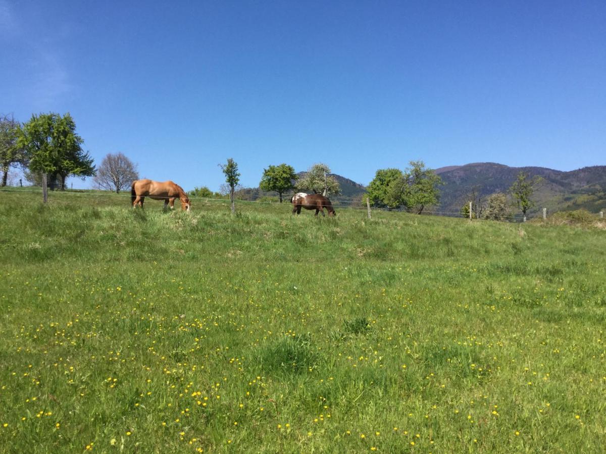 Gite Leonline Sur Les Hauteurs De Masevaux -Au Pied Des Vosges Exterior foto
